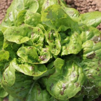 Flashy Butter Oak Lettuce