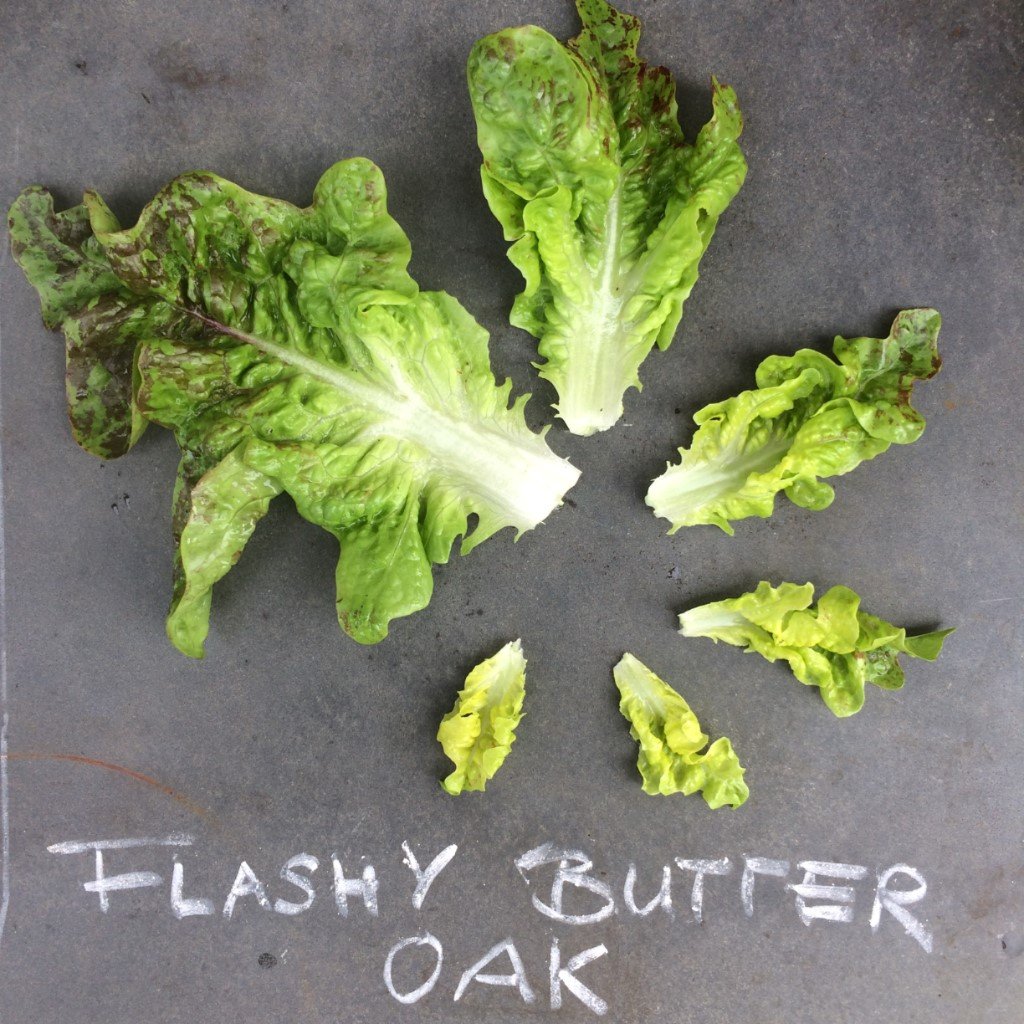 Flashy Butter Oak Lettuce
