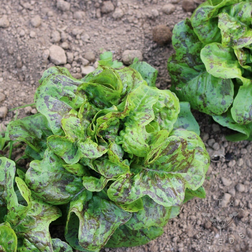 Flashy Butter Oak Lettuce