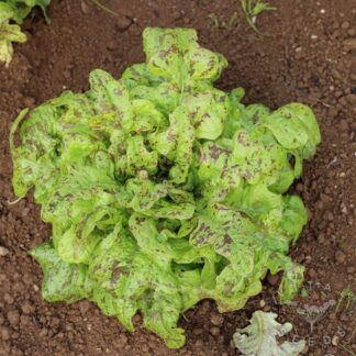Flashy Lightning Butter-Oak Lettuce