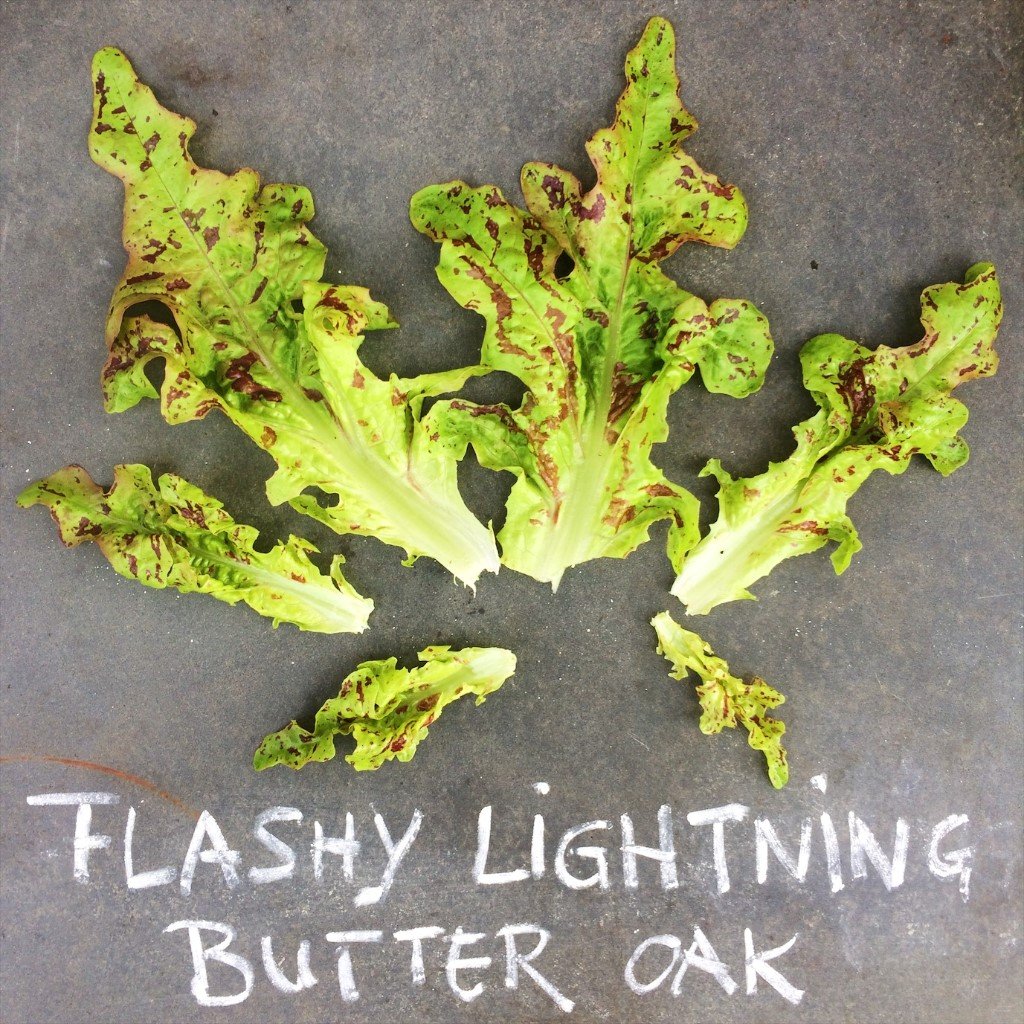 Flashy Lightning Butter-Oak Lettuce