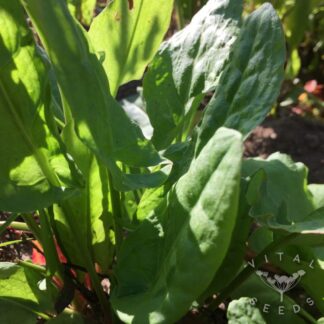 French Sorrel