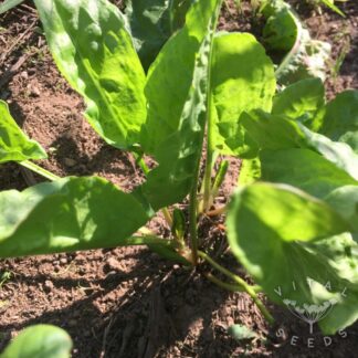 Sorrel Seeds
