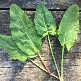 French Sorrel