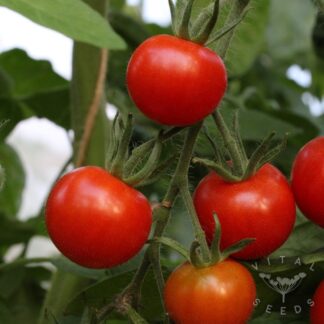 Gardeners Delight Tomato