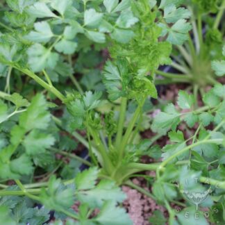 Italian Giant Parsley