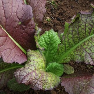 Giant Red Mustard