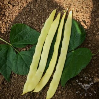 Golden Gate Climbing French bean
