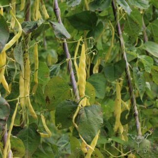 Golden Gate Climbing French bean