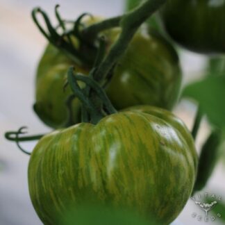 Green Zebra Tomato