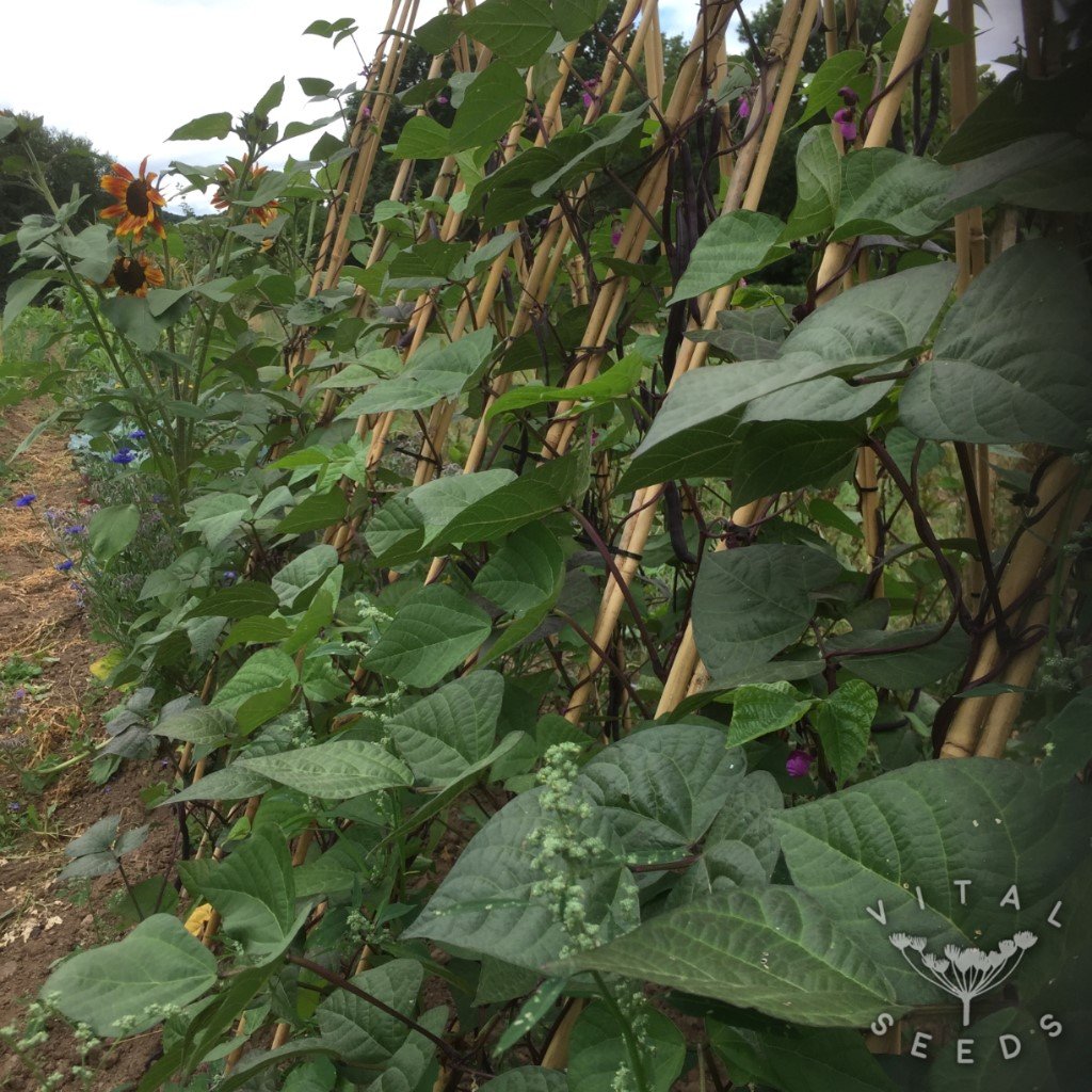 Blauhilde Climbing French bean