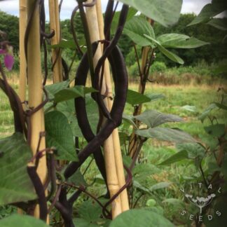 Climbing French beans