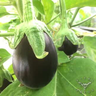 Black Beauty Aubergine