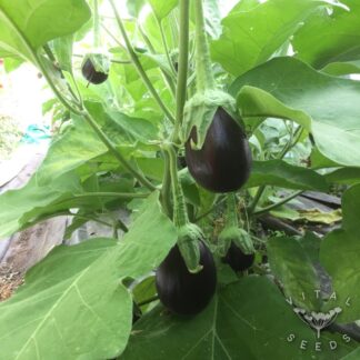 Black Beauty Aubergine