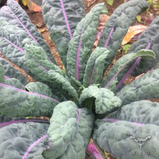 Dazzling Blue Kale