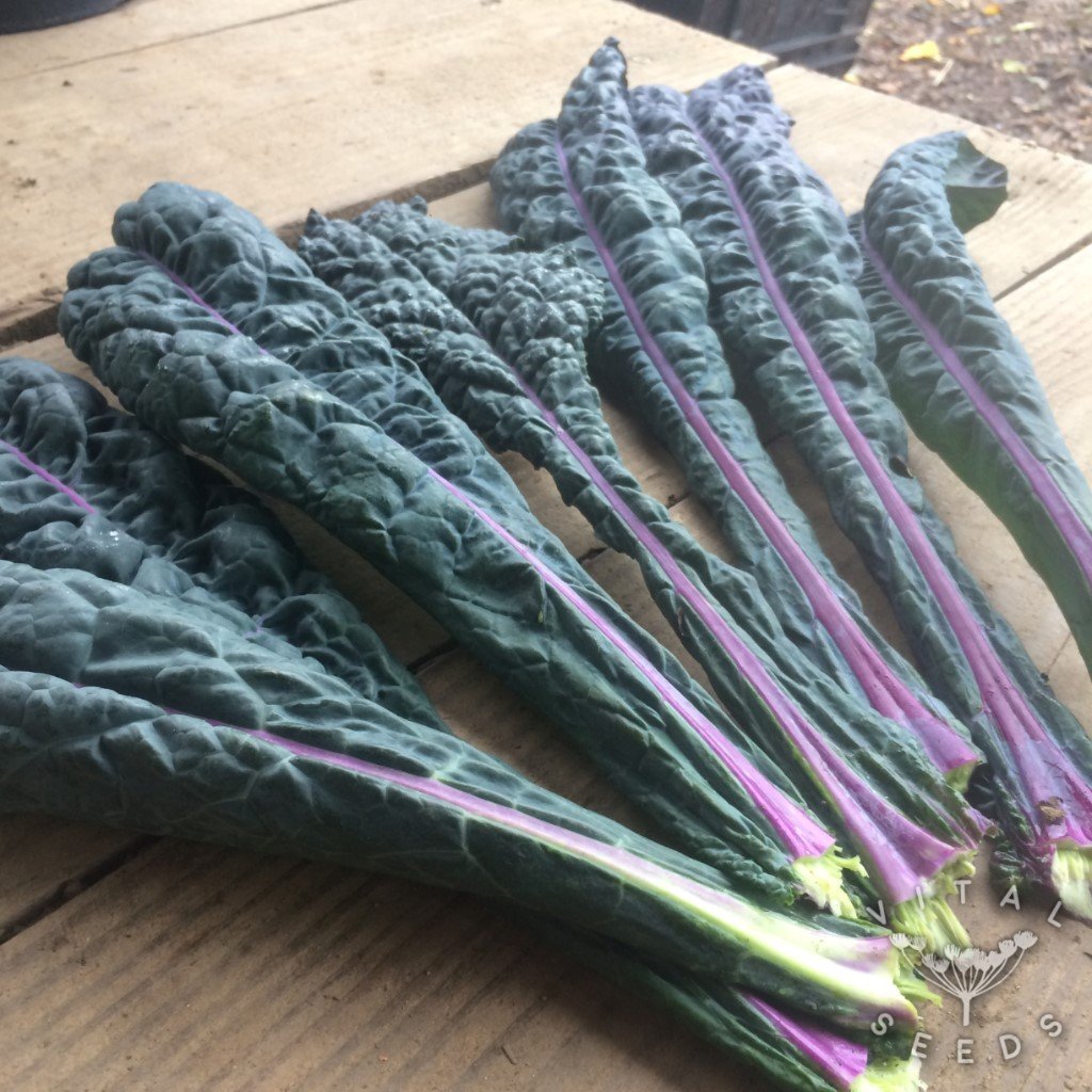 Dazzling Blue Kale