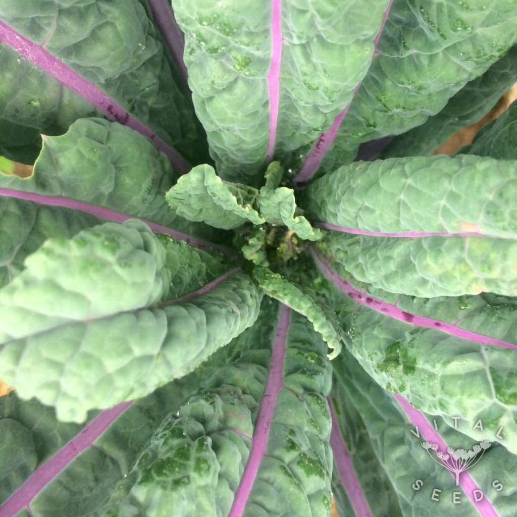 Dazzling Blue Kale