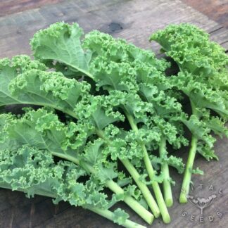 Dwarf Green Kale