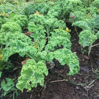 Dwarf Green Kale