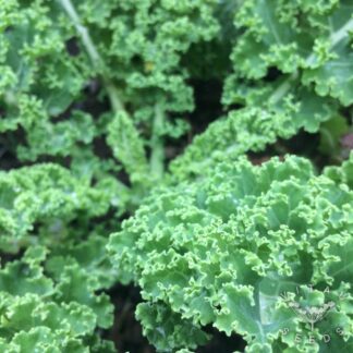 Kale Seeds