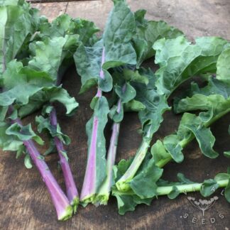 Tuscan Rainbow Kale
