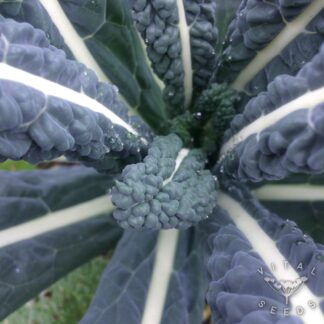 Nero di Toscana Kale