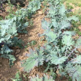 Red Russian Kale