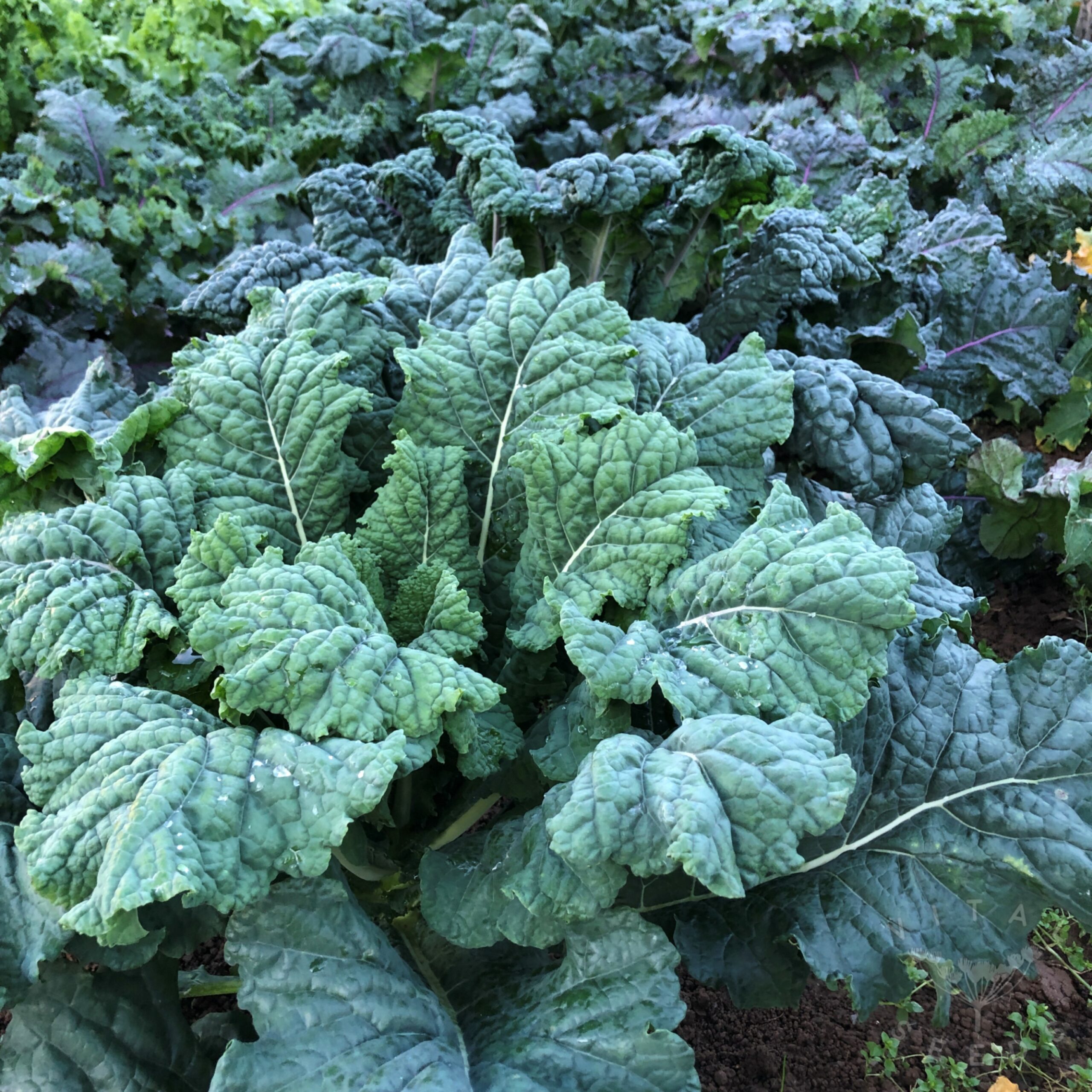 Tuscan Rainbow Kale