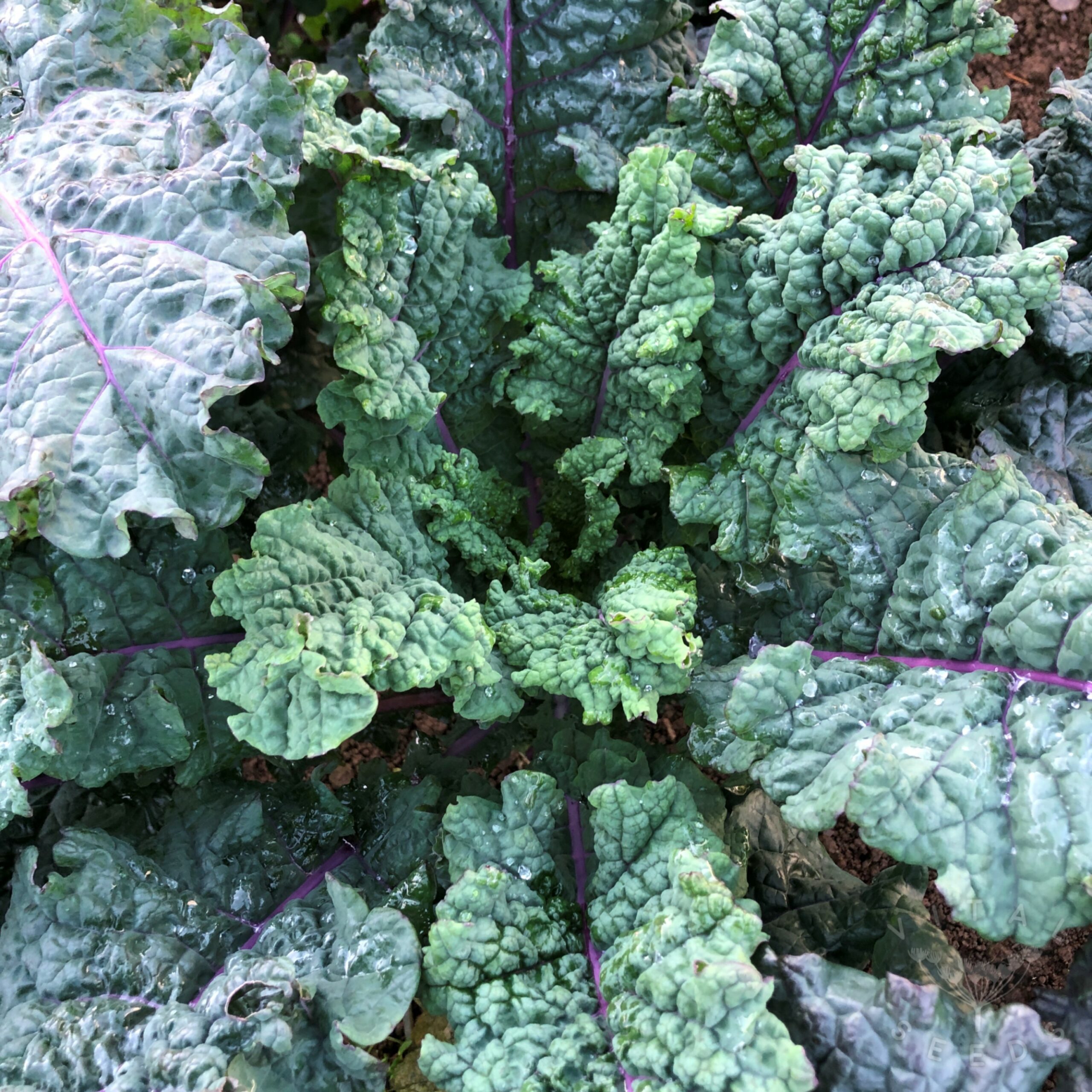 Tuscan Rainbow Kale