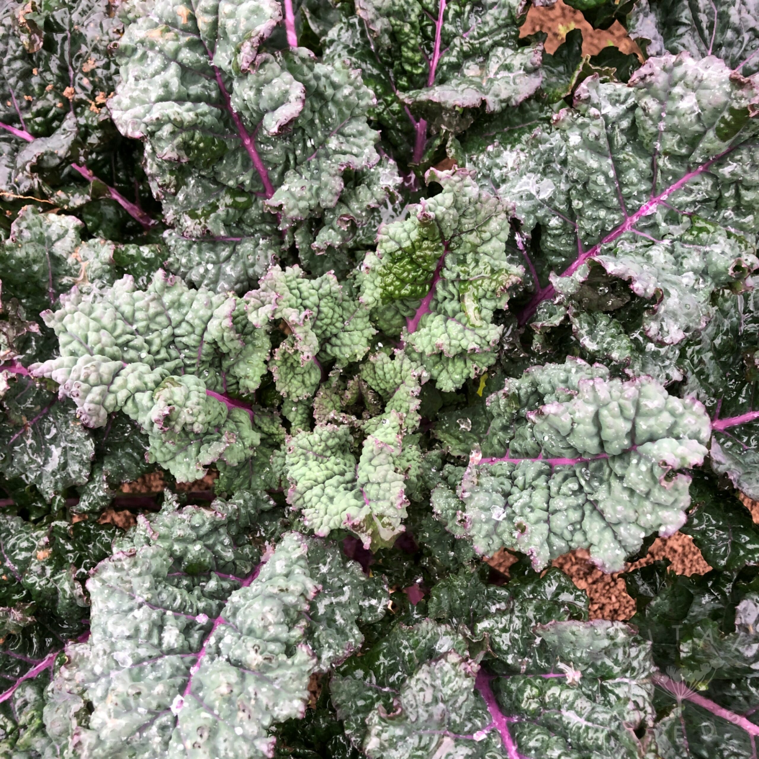 Tuscan Rainbow Kale