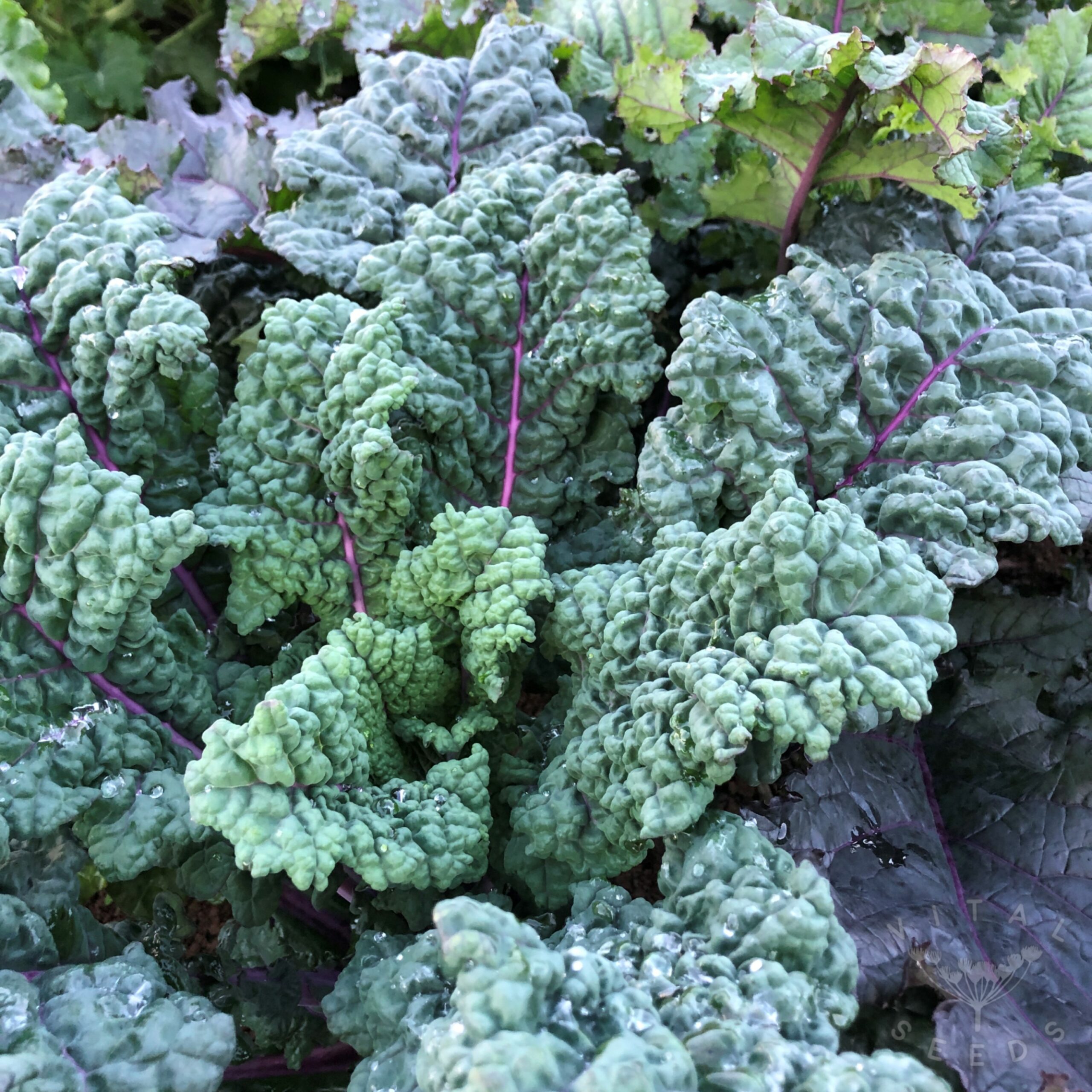 Tuscan Rainbow Kale