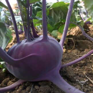Kohlrabi Seeds