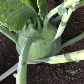 Superschmelz Kohlrabi