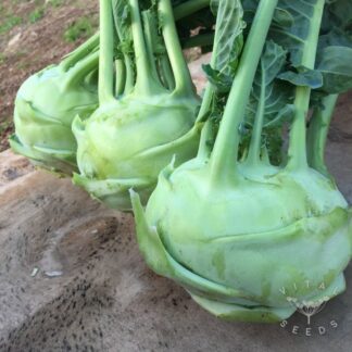 Superschmelz Kohlrabi