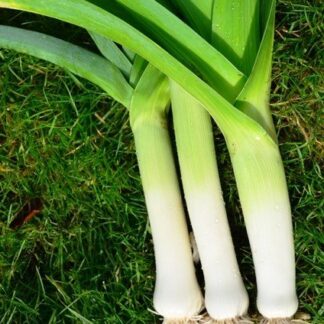 Giant winter Leek