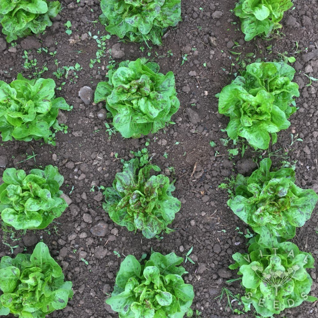 Flashy Butter Oak Lettuce