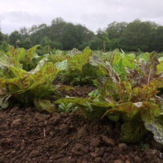 Flashy Lightning Butter-Oak Lettuce