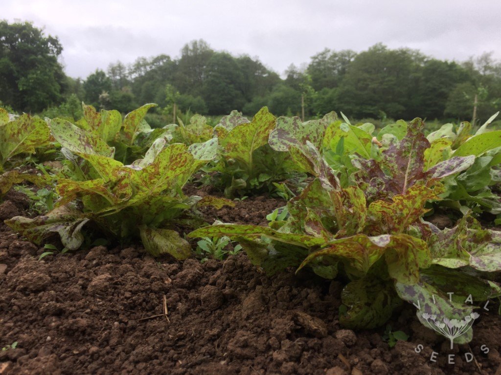 Flashy Lightning Butter-Oak Lettuce