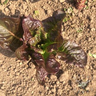 Little Leprechaun Lettuce