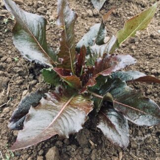 Really Red Deer Tongue Lettuce