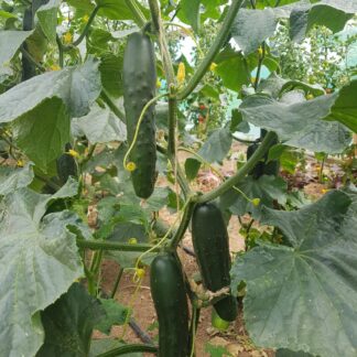 Marketmore Cucumber