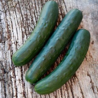 Cucumber Seeds