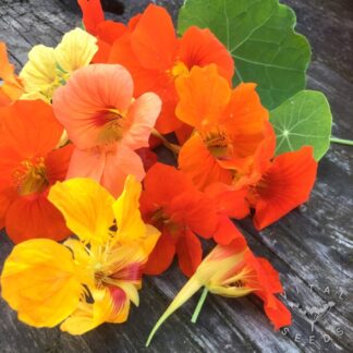 Trailing Nasturtium