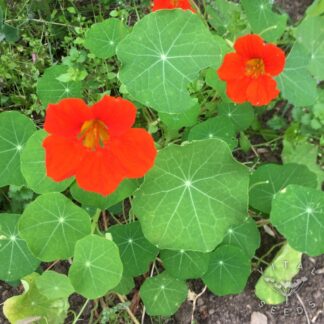 Nasturtium Seeds