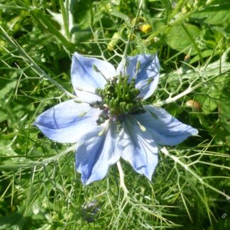 Nigella - Love in a Mist