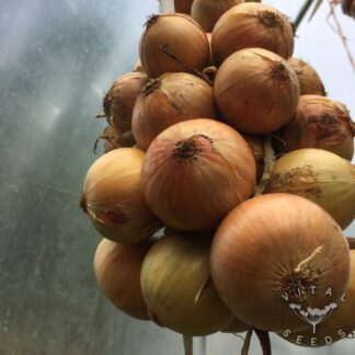 Onion Seeds