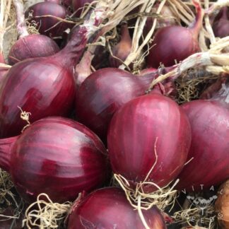 Robelja Onion