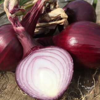 Robelja Onion