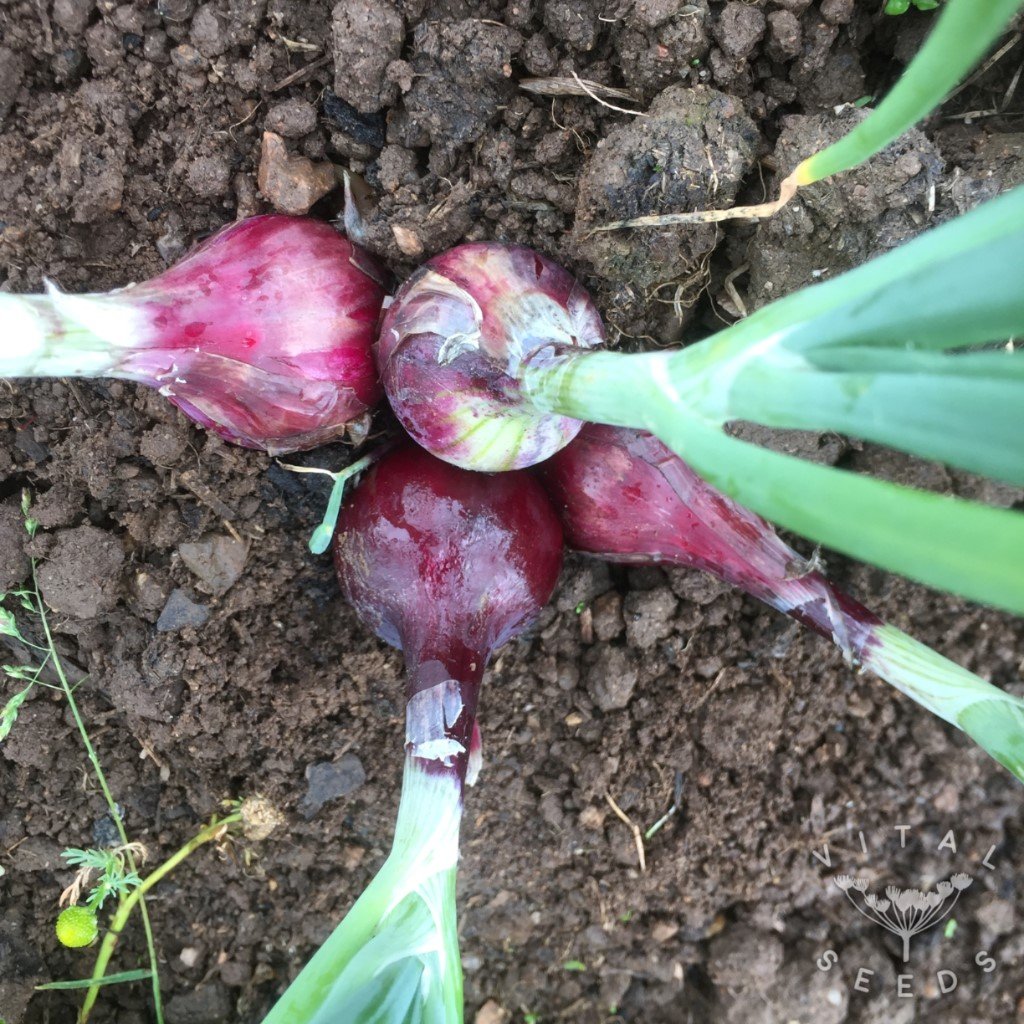 Robelja Onion