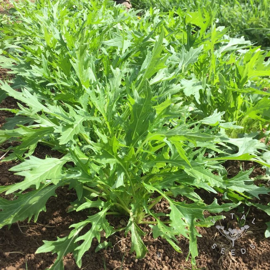 Mizuna Asian Greens